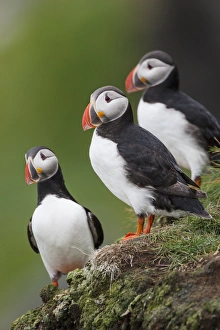 Europe, Iceland, Westfjords, Atlantic puffins, Fratercula arctica Europe, Iceland, Westfjords, Atlantic puffins, Fratercula arctica