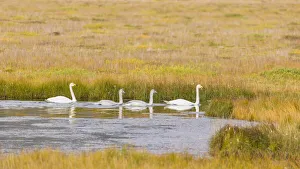 Europe, Iceland. Whooper Swan (Cygnus cygnus) in a marsh on the southern coast Europe, Iceland. Whooper Swan (Cygnus cygnus) in a marsh on the southern coast