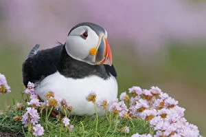 Images Dated 2nd June 2008: Europe, Ireland, Saltee Island. Atlantic puffin and sea pink flowers