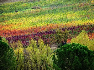Europe Collection: Europe; Italy; Tuscany; Chianti; Autumn Vinyards Rows with Bright Color