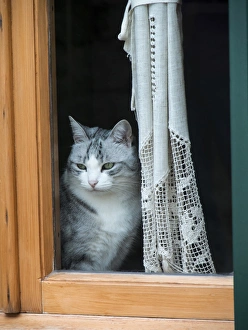 Europe, Italy, Tuscany, Montalcino. Cat in window Europe, Italy, Tuscany, Montalcino. Cat in window