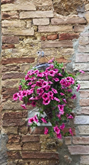 Europe; Italy; Tuscany; Pienza; Flowers hangging on Wall Europe; Italy; Tuscany; Pienza; Flowers hangging on Wall