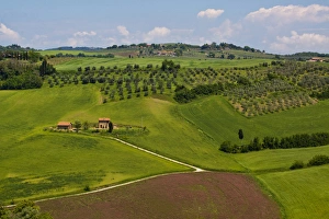 Europe; Italy; Tuscany; Pienza; Villa with Olive Groves and Wheat Fields Europe; Italy; Tuscany; Pienza; Villa with Olive Groves and Wheat Fields