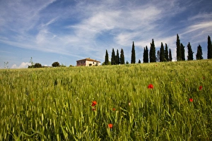 Europe; Italy; Tuscany; Pienza; Villa with Wheat Fields, Cypress Trees and Poppies Europe; Italy; Tuscany; Pienza; Villa with Wheat Fields, Cypress Trees and Poppies