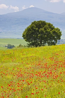 Europe; Italy; Tuscany; Poppy Field and Lone Tree Europe; Italy; Tuscany; Poppy Field and Lone Tree