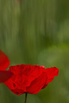 Europe; Italy; Tuscany; Poppy In Spring Bloom Europe; Italy; Tuscany; Poppy In Spring Bloom