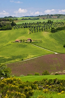 Europe; Italy; Tuscany; Rolling Hills of Spring Wheat Fields Europe; Italy; Tuscany; Rolling Hills of Spring Wheat Fields