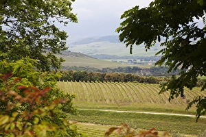 Europe; Italy; Tuscany; Vineyard and Olive Grove on Rolling Hillside Europe; Italy; Tuscany; Vineyard and Olive Grove on Rolling Hillside