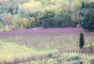 Europe, Italy, Tuscany. Young grape vines in a field Europe, Italy, Tuscany. Young grape vines in a field