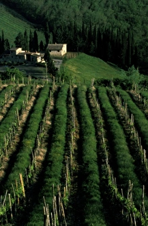 Europe, Italy, Umbra. Scenic wine vineyard rows Europe, Italy, Umbra. Scenic wine vineyard rows