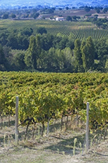 Europe, Italy, Umbria, near Montefalco, Vineyard Europe, Italy, Umbria, near Montefalco, Vineyard