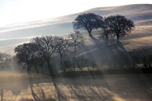 Europe, Italy, Val d Orcia. Trees in mist at sunrise Europe, Italy, Val d Orcia. Trees in mist at sunrise