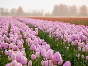 Images Dated 19th April 2014: Europe; Netherlands; Nord Holland; Selective Focus of Tulip field with dew drops