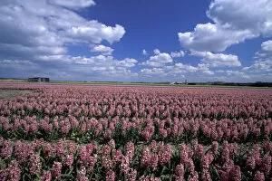 Images Dated 25th February 2004: Europe, Netherlands, Sassenheim Flower fields