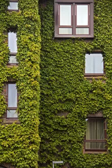 Images Dated 4th July 2014: Europe, Norway, Bergen. Bryggen building with ivy, a UNESCO World Heritage Site