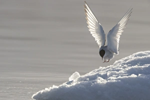 Europe, Norway, Svalbard. Arctic tern lands on ice Europe, Norway, Svalbard. Arctic tern lands on ice