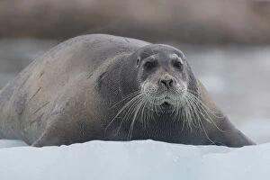 Images Dated 22nd July 2014: Europe, Norway, Svalbard. Bearded seal rests on sea ice