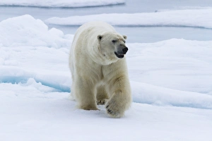 Europe, Norway, Svalbard. Polar bear walking on snow Europe, Norway, Svalbard. Polar bear walking on snow