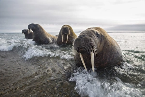 Europe, Norway, Svalbard. Walruses emerge from the sea Europe, Norway, Svalbard. Walruses emerge from the sea