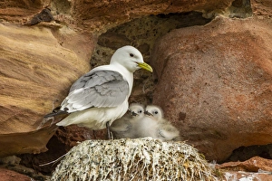 Europe, Scotland, Dunbar. Kitiwake parent and chicks Europe, Scotland, Dunbar. Kitiwake parent and chicks