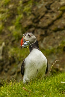 Europe, Scotland, Shetland Islands. Atlantic puffin with beak full of fish. Credit as Europe, Scotland, Shetland Islands. Atlantic puffin with beak full of fish. Credit as