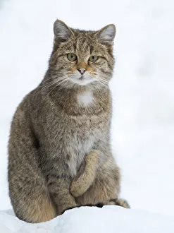 European wildcat (Felis silvestris silvestris) during winter in deep snow in National European wildcat (Felis silvestris silvestris) during winter in deep snow in National