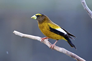 The evening grosbeak (Hesperiphona vespertina) is a passerine bird in the finch family The evening grosbeak (Hesperiphona vespertina) is a passerine bird in the finch family