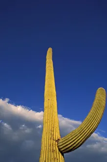 Evening light on Saguaro Cactus under blue sky and clouds Evening light on Saguaro Cactus under blue sky and clouds