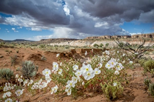 Evening Primrose in Grand Staircase Escalante National Monument Evening Primrose in Grand Staircase Escalante National Monument