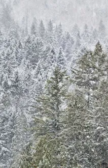 Evergreen trees covered in snow near Snoqualmie Falls, Washington State Evergreen trees covered in snow near Snoqualmie Falls, Washington State