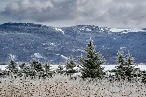 Evergreen trees in winter with Teton Mountains in distance, Driggs, Idaho Evergreen trees in winter with Teton Mountains in distance, Driggs, Idaho