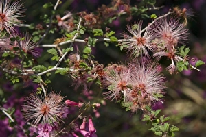 Fairy Duster, Calliandra eriophylla, Sonoran Desert, Desert Botanical Garden, Phoenix Fairy Duster, Calliandra eriophylla, Sonoran Desert, Desert Botanical Garden, Phoenix