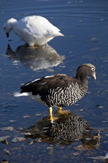 Falkland Island, Stanley. Endemic subspecies, Kelp goose, pair: white (m) brown (f) (wild Falkland Island, Stanley. Endemic subspecies, Kelp goose, pair: white (m) brown (f) (wild