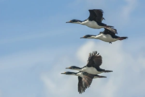 Falkland Islands, Belaker Island. Rock shags in flight Falkland Islands, Belaker Island. Rock shags in flight
