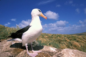 Falkland Islands. Black-browed Albatross. (Diomedea melanophris) Falkland Islands. Black-browed Albatross. (Diomedea melanophris)
