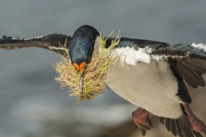 Falkland Islands, Carcass Island. Imperial shag flies with nesting material. Credit as Falkland Islands, Carcass Island. Imperial shag flies with nesting material. Credit as