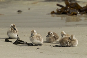 Images Dated 19th December 2014: Falkland Islands, Carcass Island. Steamer duck ducklings on beach