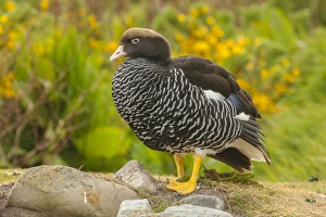 Images Dated 19th December 2014: Falkland Islands, Carcass Island. Close-up of kelp goose
