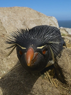 Falkland Islands. Close-up of rockhopper penguin Falkland Islands. Close-up of rockhopper penguin