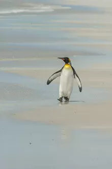Falkland Islands, East Falkland, Volunteer Point. King penguin walking on beach. Credit as