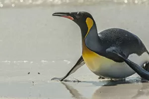 Images Dated 14th December 2014: Falkland Islands, East Falkland, Volunteer Point. King penguin on beach. Credit as