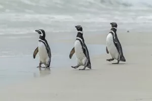 Images Dated 14th December 2014: Falkland Islands, East Falkland, Volunteer Point. Magellanic penguins on beach. Credit as