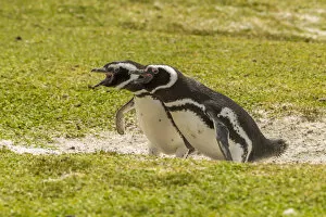 Images Dated 14th December 2014: Falkland Islands, East Falkland, Volunteer Point. Magellanic penguins braying. Credit as