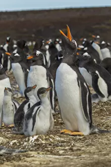Images Dated 14th December 2014: Falkland Islands, East Falkland, Volunteer Point. Gentoo penguin colony. Credit as