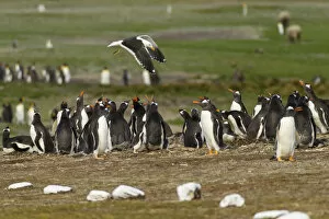 Images Dated 14th December 2014: Falkland Islands, East Falkland, Volunteer Point. Kelp gull flies over gentoo penguin colony