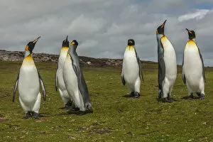 Images Dated 14th December 2014: Falkland Islands, East Falkland, Volunteer Point. Members of king penguin colony