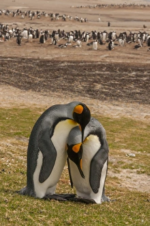 Falkland Islands, Saunders Island. Gentoo penguins and two king penguins preening each other Falkland Islands, Saunders Island. Gentoo penguins and two king penguins preening each other