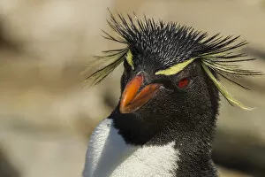 Images Dated 25th December 2014: Falkland Islands, Saunders Island. Rockhopper penguin portrait