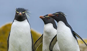 Eudyptes Chrysocome Gallery: Falkland Islands, Saunders Island. Southern rockhopper penguins group portrait