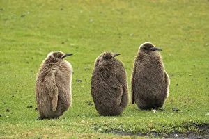 Falkland Islands, Saunders Island. Close-up of king penguin chicks or oakum boys Falkland Islands, Saunders Island. Close-up of king penguin chicks or oakum boys